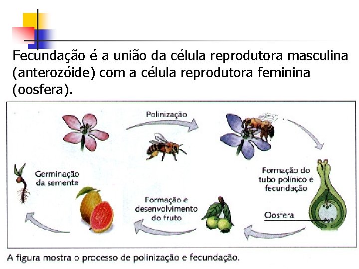 Fecundação é a união da célula reprodutora masculina (anterozóide) com a célula reprodutora feminina