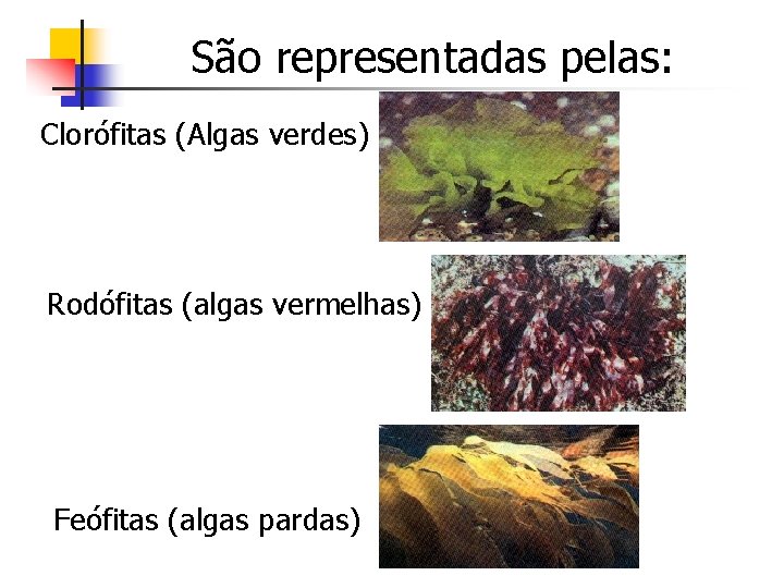 São representadas pelas: Clorófitas (Algas verdes) Rodófitas (algas vermelhas) Feófitas (algas pardas) 
