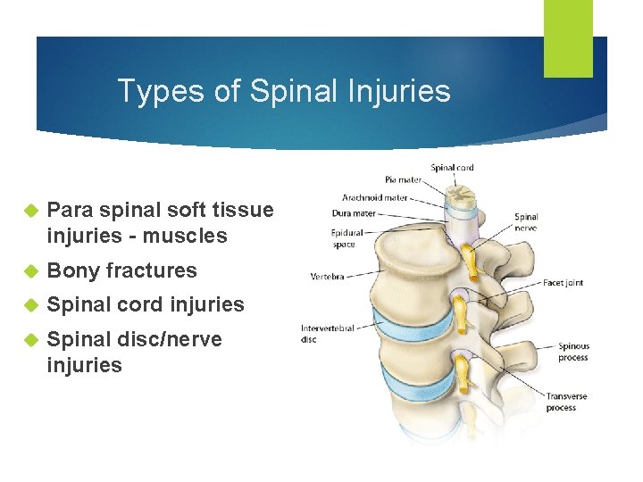 Types of Spinal Injuries Para spinal soft tissue injuries - muscles Bony fractures Spinal