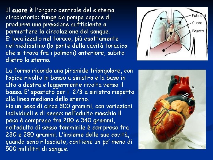 Il cuore è l'organo centrale del sistema circolatorio: funge da pompa capace di produrre