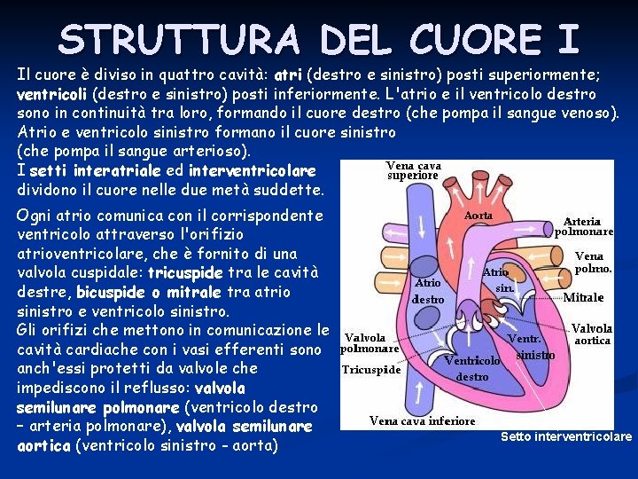 STRUTTURA DEL CUORE I Il cuore è diviso in quattro cavità: atri (destro e