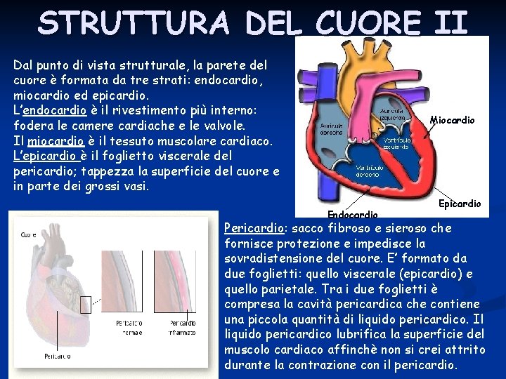 STRUTTURA DEL CUORE II Dal punto di vista strutturale, la parete del cuore è