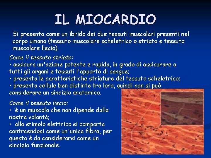 IL MIOCARDIO Si presenta come un ibrido dei due tessuti muscolari presenti nel corpo