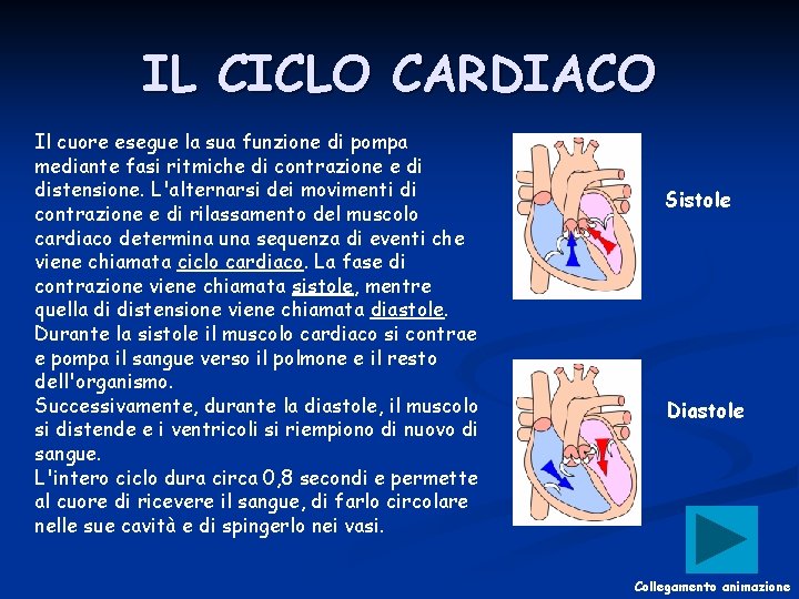 IL CICLO CARDIACO Il cuore esegue la sua funzione di pompa mediante fasi ritmiche