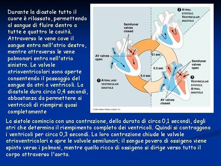 Durante la diastole tutto il cuore è rilassato, permettendo al sangue di fluire dentro