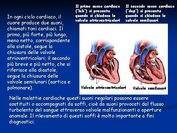 In ogni ciclo cardiaco, il cuore produce due suoni, chiamati toni cardiaci. Il primo,