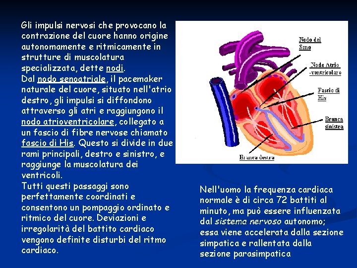 Gli impulsi nervosi che provocano la contrazione del cuore hanno origine autonomamente e ritmicamente