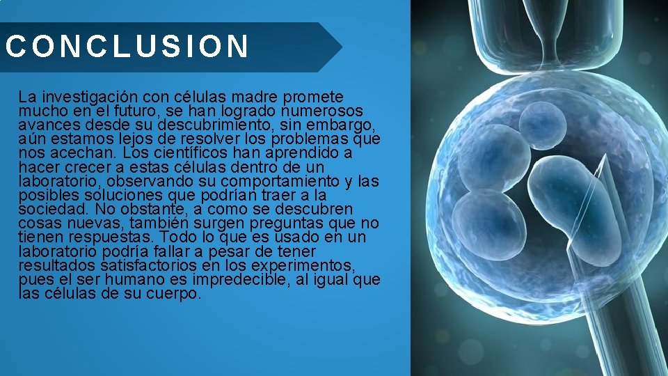 CONCLUSION La investigación con células madre promete mucho en el futuro, se han logrado