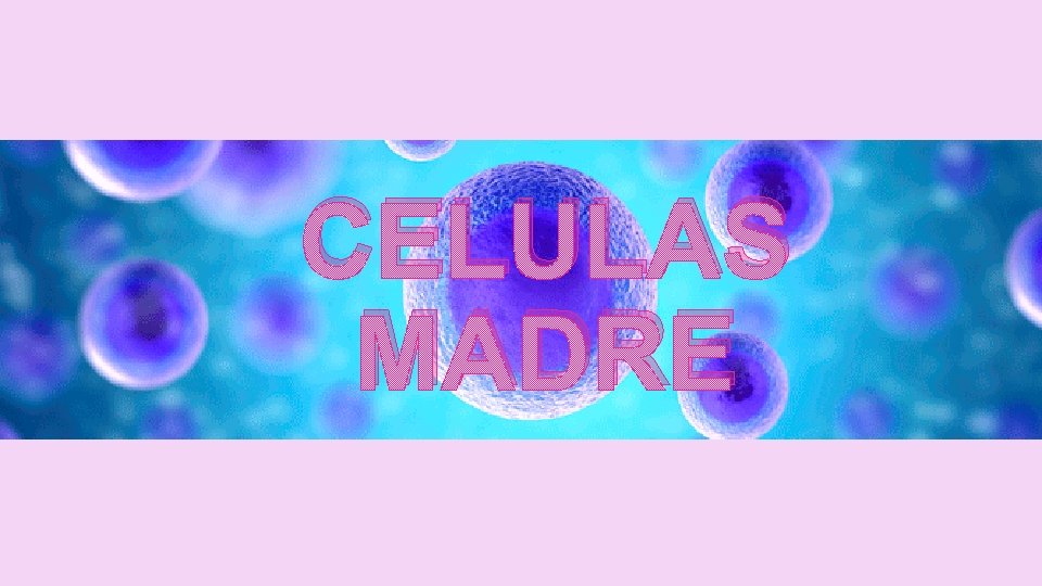 CELULAS MADRE 