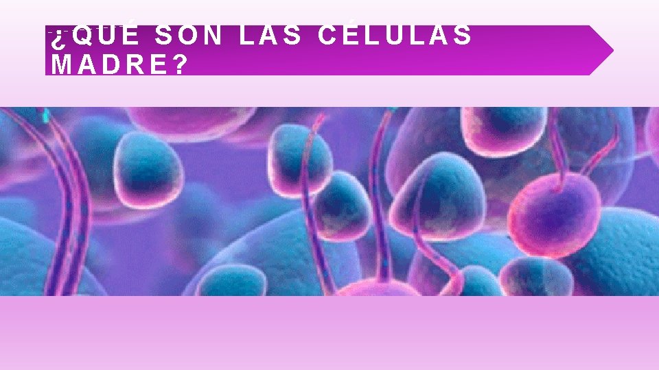 ¿QUÉ SON LAS CÉLULAS MADRE? 