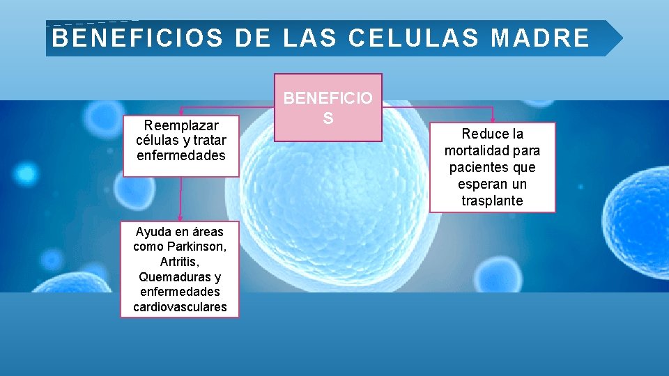 BENEFICIOS DE LAS CELULAS MADRE Reemplazar células y tratar enfermedades Ayuda en áreas como