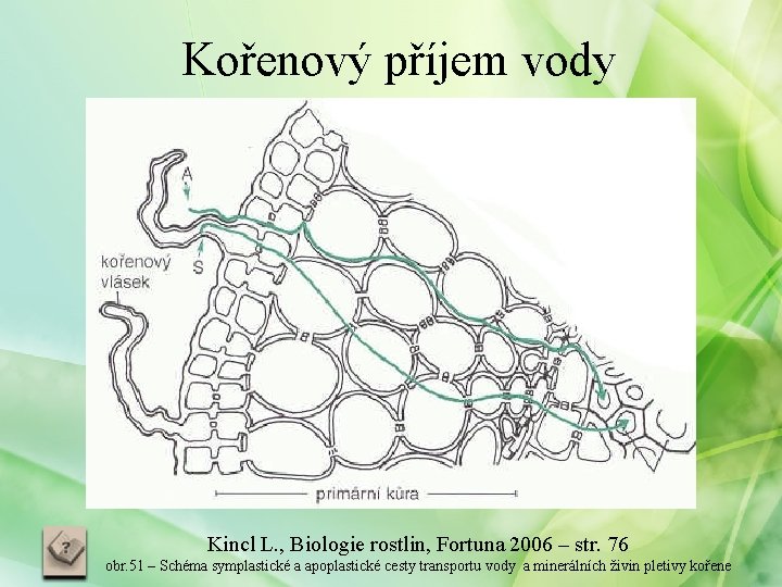 Kořenový příjem vody Kincl L. , Biologie rostlin, Fortuna 2006 – str. 76 obr.