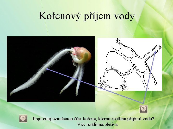 Kořenový příjem vody Pojmenuj označenou část kořene, kterou rostlina přijímá vodu? Viz. rostlinná pletiva