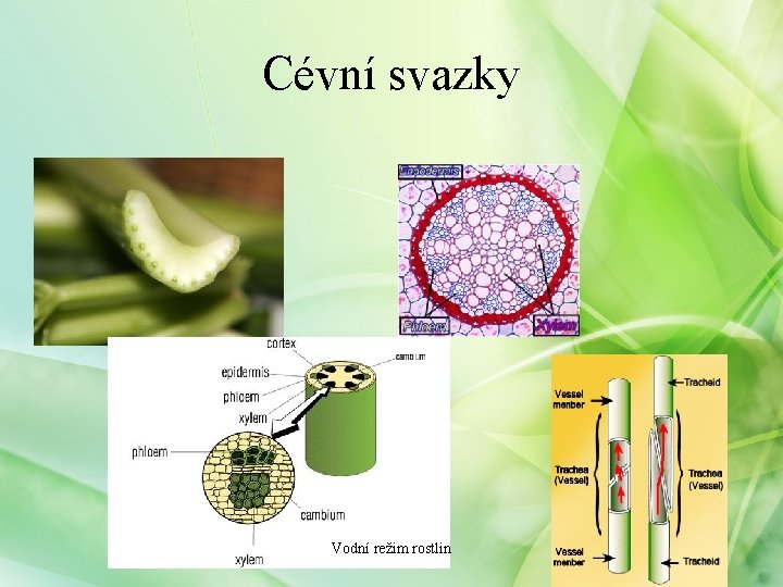 Cévní svazky Vodní režim rostlin 