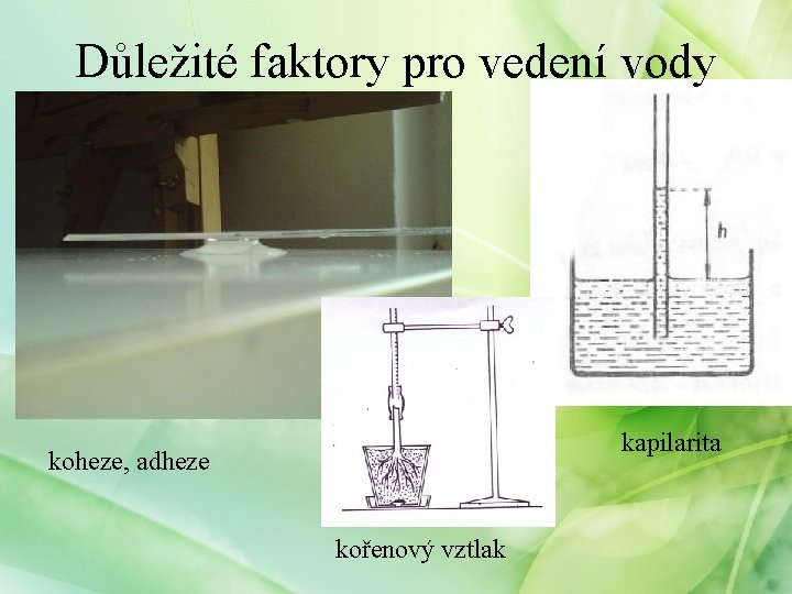 Důležité faktory pro vedení vody kapilarita koheze, adheze kořenový vztlak 