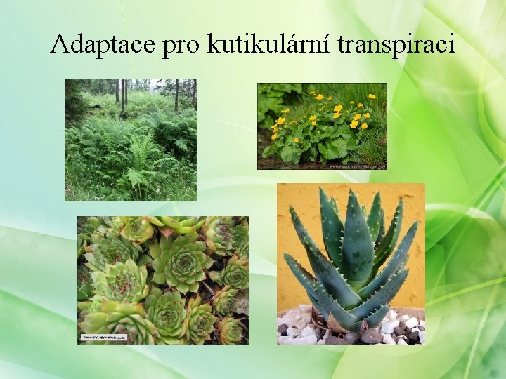 Adaptace pro kutikulární transpiraci 