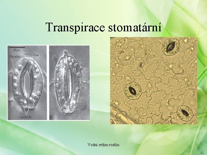 Transpirace stomatární Vodní režim rostlin 