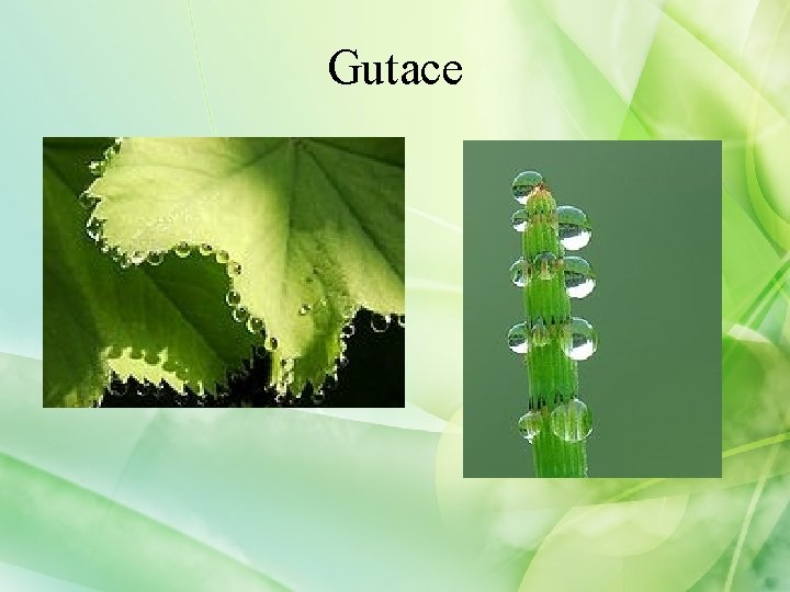 Gutace 