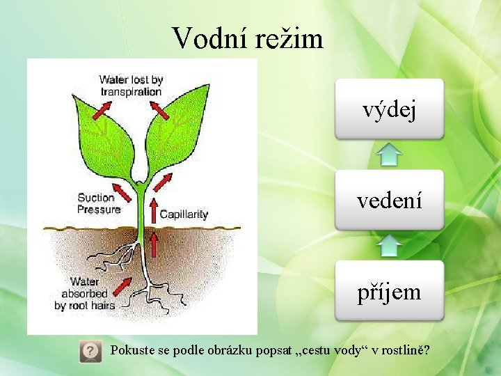 Vodní režim výdej vedení příjem Pokuste se podle obrázku popsat „cestu vody“ v rostlině?