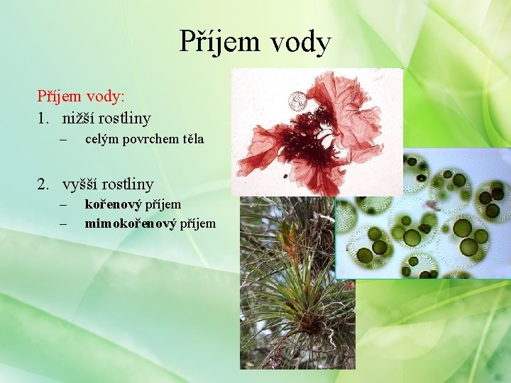 Příjem vody: 1. nižší rostliny – celým povrchem těla 2. vyšší rostliny – –