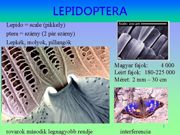LEPIDOPTERA Lepido = scale (pikkely) ptera = szárny (2 pár szárny) Lepkék, molyok, pillangók LEPIDOPTERA Lepido = scale (pikkely) ptera = szárny (2 pár szárny) Lepkék, molyok, pillangók