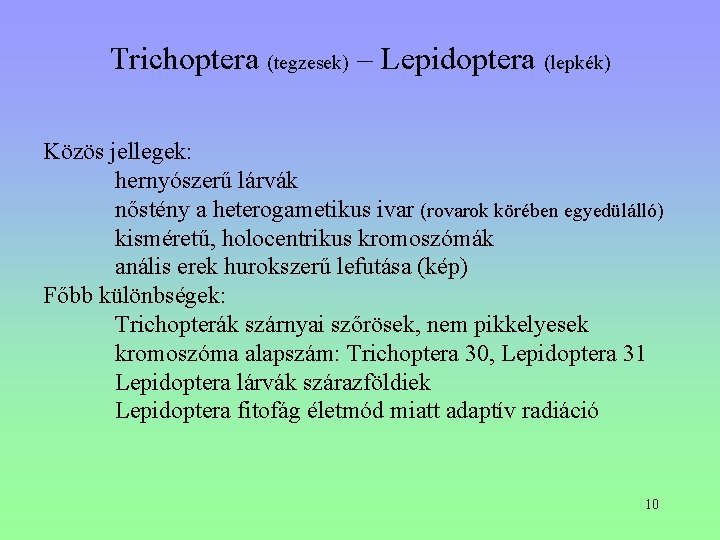 Trichoptera (tegzesek) – Lepidoptera (lepkék) Közös jellegek: hernyószerű lárvák nőstény a heterogametikus ivar (rovarok Trichoptera (tegzesek) – Lepidoptera (lepkék) Közös jellegek: hernyószerű lárvák nőstény a heterogametikus ivar (rovarok