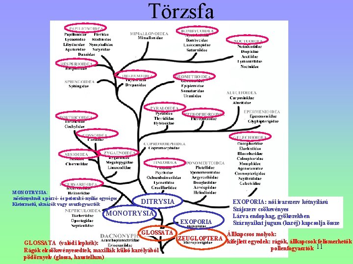 Törzsfa MONOTRYSIA: nőstényeknél a párzó- és peterakó-nyílás egységes Kistermetű, aknázók vagy avarfogyasztók DITRYSIA MONOTRYSIA Törzsfa MONOTRYSIA: nőstényeknél a párzó- és peterakó-nyílás egységes Kistermetű, aknázók vagy avarfogyasztók DITRYSIA MONOTRYSIA