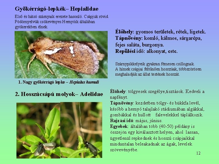 Gyökérrágó-lepkék– Hepialidae Első és hátsó szárnyaik erezete hasonló. Csápjuk rövid. Pödörnyelvük csökevényes. Hernyóik általában Gyökérrágó-lepkék– Hepialidae Első és hátsó szárnyaik erezete hasonló. Csápjuk rövid. Pödörnyelvük csökevényes. Hernyóik általában