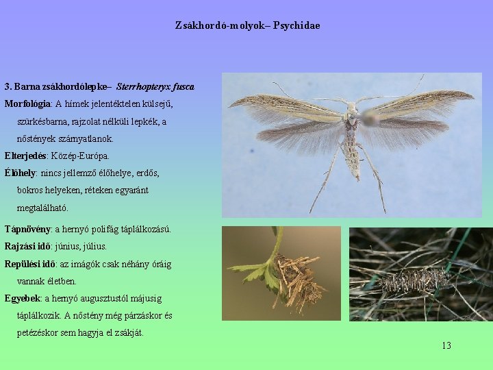 Zsákhordó-molyok– Psychidae 3. Barna zsákhordólepke– Sterrhopteryx fusca Morfológia: A hímek jelentéktelen külsejű, szürkésbarna, Zsákhordó-molyok– Psychidae 3. Barna zsákhordólepke– Sterrhopteryx fusca Morfológia: A hímek jelentéktelen külsejű, szürkésbarna,