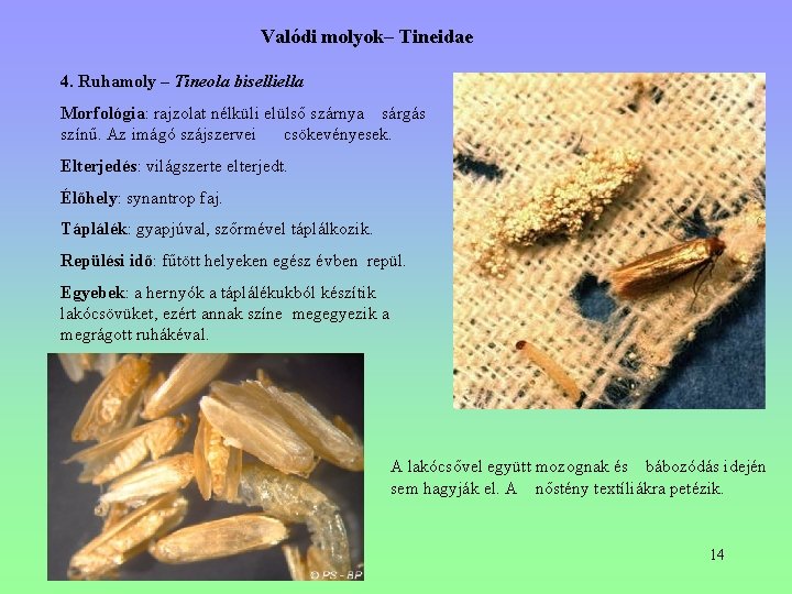 Valódi molyok– Tineidae 4. Ruhamoly – Tineola biselliella Morfológia: rajzolat nélküli elülső szárnya sárgás Valódi molyok– Tineidae 4. Ruhamoly – Tineola biselliella Morfológia: rajzolat nélküli elülső szárnya sárgás