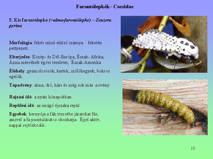 Farontólepkék– Cossidae 5. Kis farontólepke (=alma-farontólepke) – Zeuzera pyrina Morfológia: fehér színű elülső szárnya Farontólepkék– Cossidae 5. Kis farontólepke (=alma-farontólepke) – Zeuzera pyrina Morfológia: fehér színű elülső szárnya