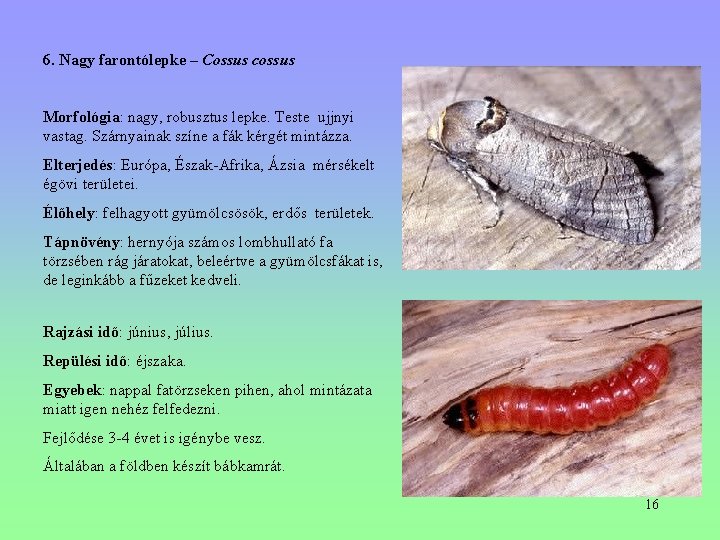 6. Nagy farontólepke – Cossus cossus Morfológia: nagy, robusztus lepke. Teste ujjnyi vastag. Szárnyainak 6. Nagy farontólepke – Cossus cossus Morfológia: nagy, robusztus lepke. Teste ujjnyi vastag. Szárnyainak