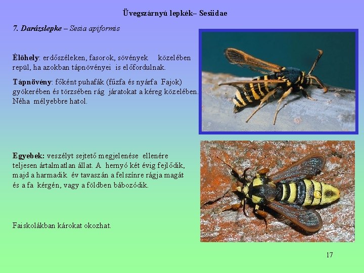 Üvegszárnyú lepkék– Sesiidae 7. Darázslepke – Sesia apiformis Élőhely: erdőszéleken, fasorok, sövények közelében repül, Üvegszárnyú lepkék– Sesiidae 7. Darázslepke – Sesia apiformis Élőhely: erdőszéleken, fasorok, sövények közelében repül,