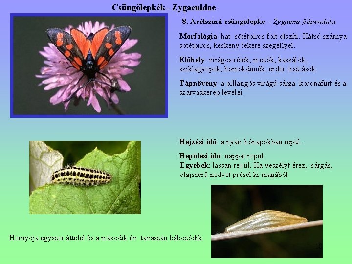 Csüngőlepkék– Zygaenidae 8. Acélszínű csüngőlepke – Zygaena filipendula Morfológia: hat sötétpiros folt díszíti. Hátsó Csüngőlepkék– Zygaenidae 8. Acélszínű csüngőlepke – Zygaena filipendula Morfológia: hat sötétpiros folt díszíti. Hátsó