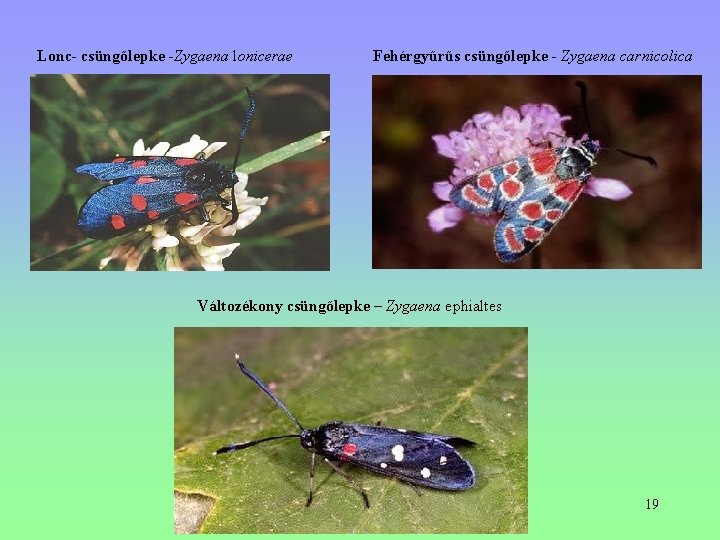 Lonc- csüngőlepke -Zygaena lonicerae Fehérgyűrűs csüngőlepke - Zygaena carnicolica Változékony csüngőlepke – Zygaena ephialtes Lonc- csüngőlepke -Zygaena lonicerae Fehérgyűrűs csüngőlepke - Zygaena carnicolica Változékony csüngőlepke – Zygaena ephialtes
