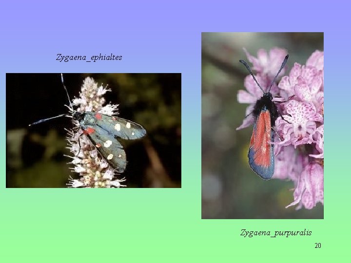Zygaena_ephialtes Zygaena_purpuralis 20 Zygaena_ephialtes Zygaena_purpuralis 20