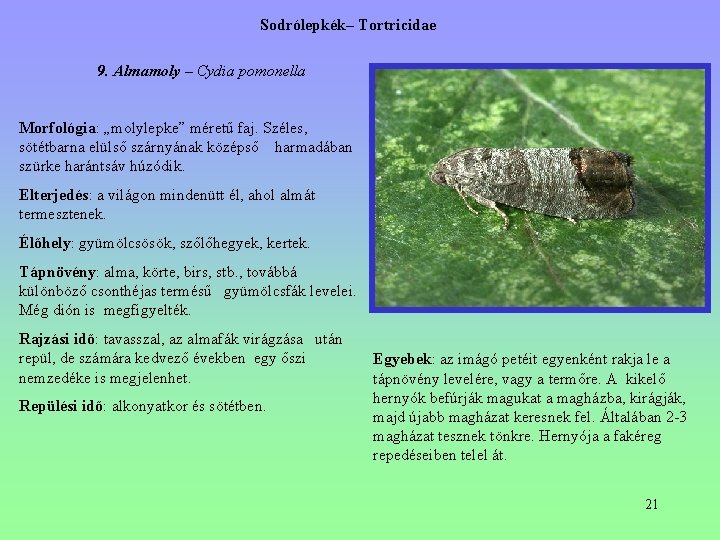 Sodrólepkék– Tortricidae 9. Almamoly – Cydia pomonella Morfológia: „molylepke” méretű faj. Széles, sötétbarna elülső Sodrólepkék– Tortricidae 9. Almamoly – Cydia pomonella Morfológia: „molylepke” méretű faj. Széles, sötétbarna elülső