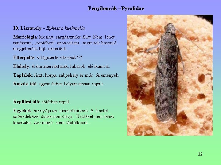 Fényiloncák –Pyralidae 10. Lisztmoly – Ephestia kuehniella Morfológia: kicsiny, sárgásszürke állat. Nem lehet ránézésre, Fényiloncák –Pyralidae 10. Lisztmoly – Ephestia kuehniella Morfológia: kicsiny, sárgásszürke állat. Nem lehet ránézésre,