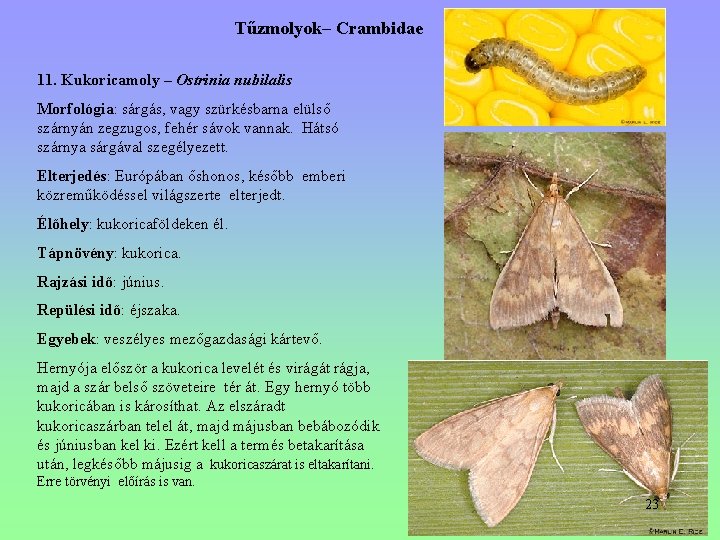 Tűzmolyok– Crambidae 11. Kukoricamoly – Ostrinia nubilalis Morfológia: sárgás, vagy szürkésbarna elülső szárnyán zegzugos, Tűzmolyok– Crambidae 11. Kukoricamoly – Ostrinia nubilalis Morfológia: sárgás, vagy szürkésbarna elülső szárnyán zegzugos,