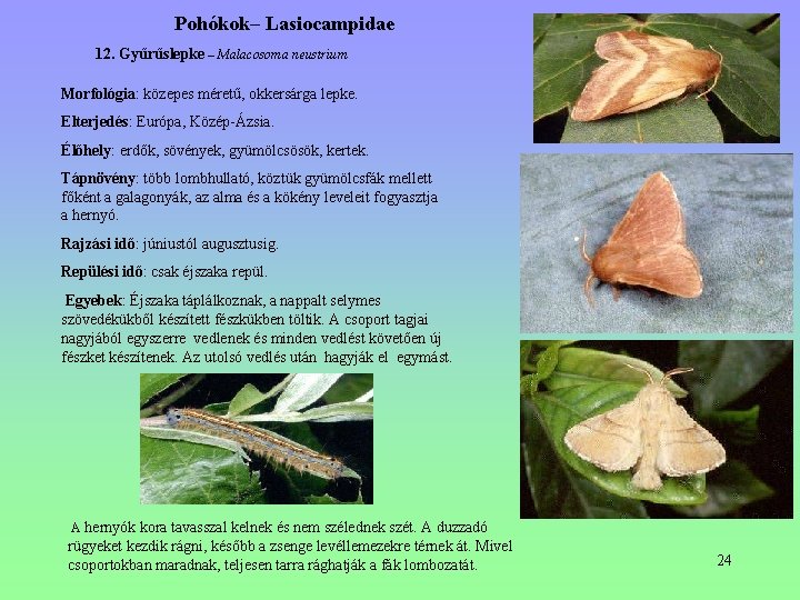 Pohókok– Lasiocampidae 12. Gyűrűslepke – Malacosoma neustrium Morfológia: közepes méretű, okkersárga lepke. Elterjedés: Európa, Pohókok– Lasiocampidae 12. Gyűrűslepke – Malacosoma neustrium Morfológia: közepes méretű, okkersárga lepke. Elterjedés: Európa,