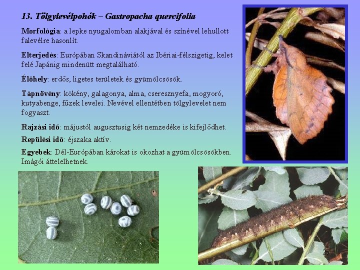 13. Tölgylevélpohók – Gastropacha quercifolia Morfológia: a lepke nyugalomban alakjával és színével lehullott falevélre 13. Tölgylevélpohók – Gastropacha quercifolia Morfológia: a lepke nyugalomban alakjával és színével lehullott falevélre