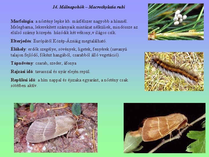 14. Málnapohók – Macrothylatia rubi Morfológia: a nőstény lepke kb. másfélszer nagyobb a hímnél. 14. Málnapohók – Macrothylatia rubi Morfológia: a nőstény lepke kb. másfélszer nagyobb a hímnél.