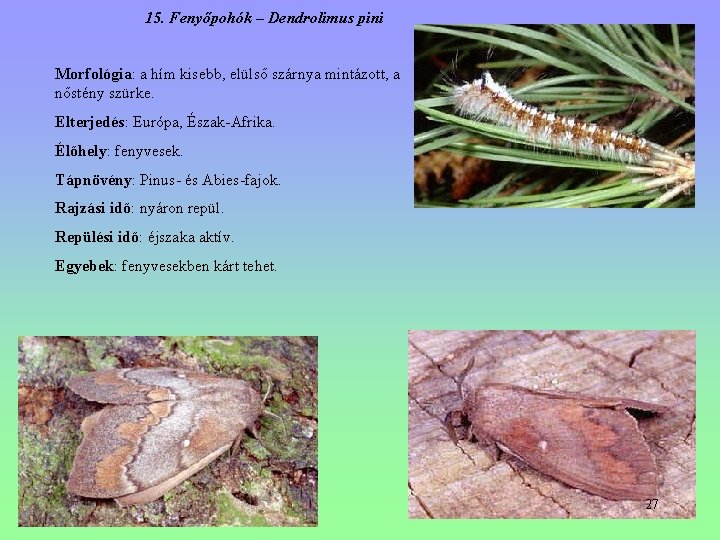 15. Fenyőpohók – Dendrolimus pini Morfológia: a hím kisebb, elülső szárnya mintázott, a nőstény 15. Fenyőpohók – Dendrolimus pini Morfológia: a hím kisebb, elülső szárnya mintázott, a nőstény