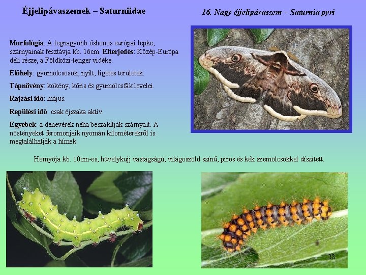Éjjelipávaszemek – Saturniidae 16. Nagy éjjelipávaszem – Saturnia pyri Morfológia: A legnagyobb őshonos európai Éjjelipávaszemek – Saturniidae 16. Nagy éjjelipávaszem – Saturnia pyri Morfológia: A legnagyobb őshonos európai