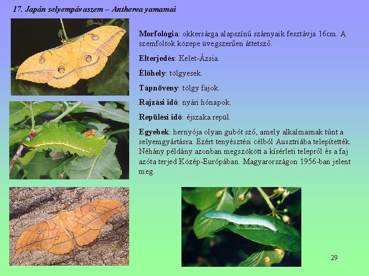 17. Japán selyempávaszem – Antherea yamamai Morfológia: okkersárga alapszínű szárnyaik fesztávja 16 cm. A 17. Japán selyempávaszem – Antherea yamamai Morfológia: okkersárga alapszínű szárnyaik fesztávja 16 cm. A