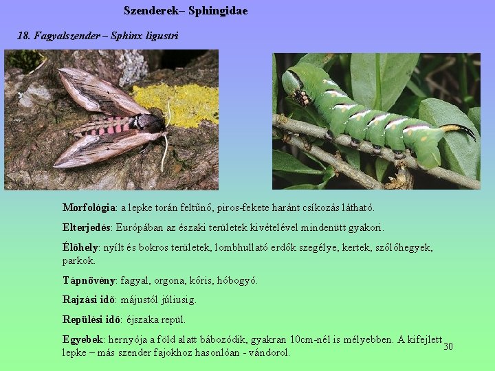 Szenderek– Sphingidae 18. Fagyalszender – Sphinx ligustri Morfológia: a lepke torán feltűnő, piros-fekete haránt Szenderek– Sphingidae 18. Fagyalszender – Sphinx ligustri Morfológia: a lepke torán feltűnő, piros-fekete haránt