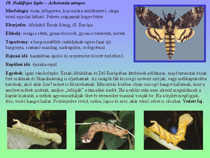 19. Halálfejes lepke – Acherontia atropos Morfológia: torán jellegzetes, koponyára emlékeztető, sárga színű rajzolat 19. Halálfejes lepke – Acherontia atropos Morfológia: torán jellegzetes, koponyára emlékeztető, sárga színű rajzolat
