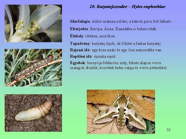 20. Kutyatejszender – Hyles euphorbiae Morfológia: elülső szárnya zöldes, a hátsón piros folt látható. 20. Kutyatejszender – Hyles euphorbiae Morfológia: elülső szárnya zöldes, a hátsón piros folt látható.