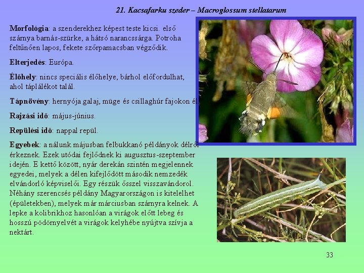 21. Kacsafarku szeder – Macroglossum stellatarum Morfológia: a szenderekhez képest teste kicsi. első szárnya 21. Kacsafarku szeder – Macroglossum stellatarum Morfológia: a szenderekhez képest teste kicsi. első szárnya