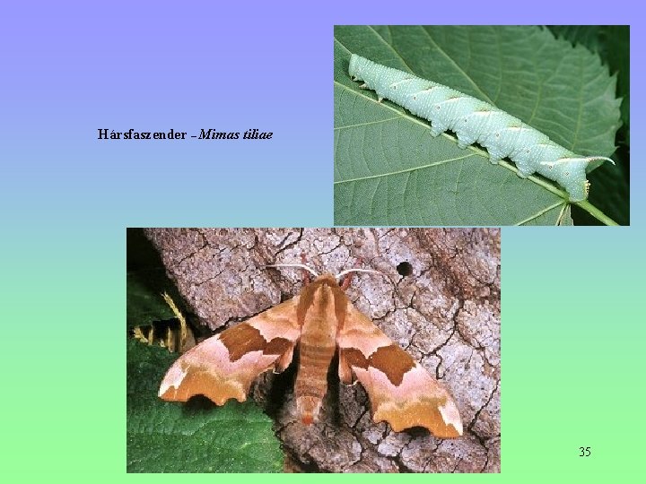 Hársfaszender – Mimas tiliae 35 Hársfaszender – Mimas tiliae 35